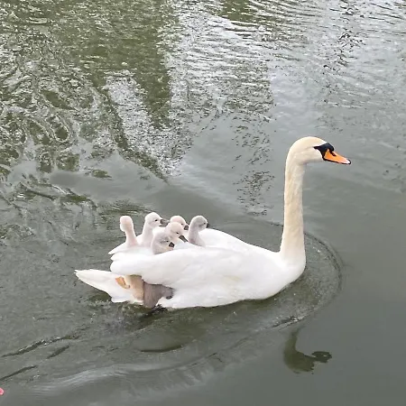 Apatam-montigny, Bord Du Loing Bourron-Marlotte